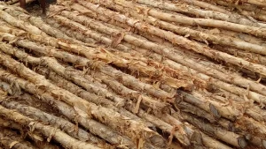 Harga Kayu Dolken Gelam dan Puspa Terbaru